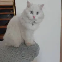 گربه پرشین اصیل شناسنامه دار راح بسیارزیبا|گربه|شبستر, |دیوار