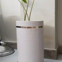 بابا آدم  دو بوته با گلدان سرامیکی بلند