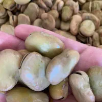 باقالی سوری طارم