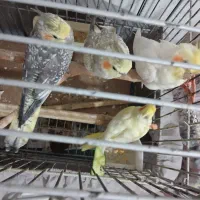 6عدد عروس هلندی