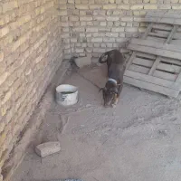 سگ دوبرمن توله|سگ|دشتابی, |دیوار