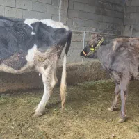 گاو ابستن|حیوانات مزرعه|مسجد سلیمان, |دیوار