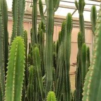 اجاره گلخانه و فروش یکجای گیاهان|اجارهٔ دفتر صنعتی، کشاورزی، تجاری|کرج, نوروزآباد|دیوار