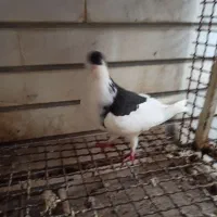 کبوتر بوشهر دشتستان|پرنده|شبانکاره, |دیوار