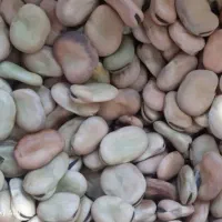 بذر باقلا بسیار عالی و یکدست و تمیز (برکت)