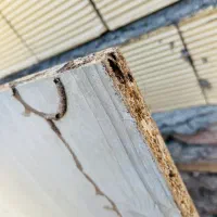 موریانه زدایی اصولی و سمپاشی کامل ساس باضمانت کتبی|خدمات نظافت|شوش, |دیوار