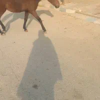 یک کرو مادیون