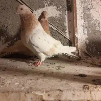 کفتر زردی|پرنده|نسیمشهر, |دیوار