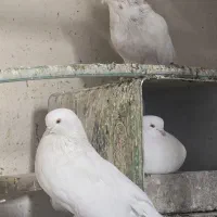 سفید چشم زرد و چشم سیاه بردسیر