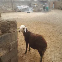 بره قوچ افشار کبود|حیوانات مزرعه|خنداب, |دیوار