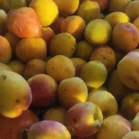 فروش باغ در نصرآباد با سند تک برگ و قیمت مناسب|فروش زمین و ملک کلنگی|تفت, |دیوار