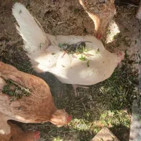 فروش۵عدد مرغ و یک خروس|حیوانات مزرعه|قم, انسجام|دیوار