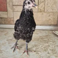 جوجه مرع و خروس گلین