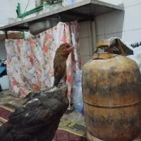 مرغ محلی میرجاوه