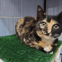 واگذاری بچه گربه