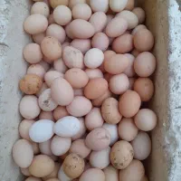 تخم مرغ نطفه دار محلی