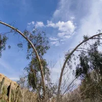 خرید چوب و هرس تخصصی درختان