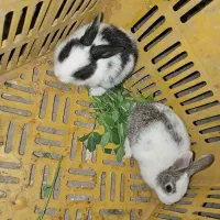 خرگوش|موش و خرگوش|جوین, |دیوار