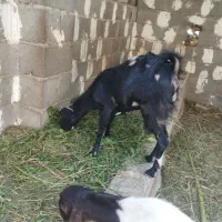 گیسه چاق|حیوانات مزرعه|میناب, |دیوار