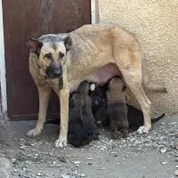 واگذاری توله دوماهه واکسن خورده دارای شناسنامه