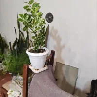 شال پفکی و گل|لباس|مرند, |دیوار