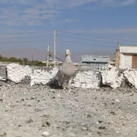 کبوتر|پرنده|نی‌ریز, |دیوار