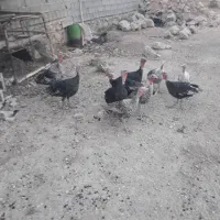 فروش بوقلمون نر و ماده|حیوانات مزرعه|رستم, |دیوار