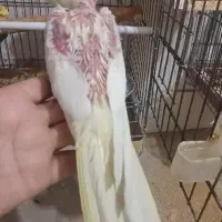 عروس هلندی|پرنده|قم, شهرک توانیر|دیوار