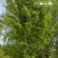 قطعه زمین کشاورزی|فروش زمین و ملک کلنگی|تسوج, |دیوار