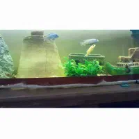 گوپیو سیچیلاید|ماهی|باغ حلی, |دیوار