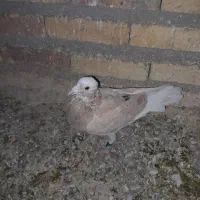 کبوتر|پرنده|گنبد کاووس, |دیوار