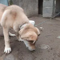 سگ نگهبان|سگ|رشت, لاکان شهر|دیوار