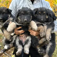 سگ ژرمن|سگ|رودهن, |دیوار