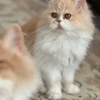 پرشین فلت|گربه|اصفهان, باغ دریاچه|دیوار