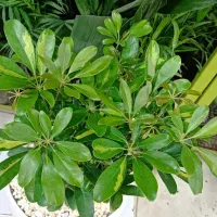 آنلاین|کنسول، بازی ویدئویی و آنلاین|مشهد, حیدرآباد|دیوار