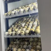 دستگاه جوجه کشی ۲۱۰ تایی هدایت|لوازم جانبی حیوانات|اصفهان, گورتان|دیوار