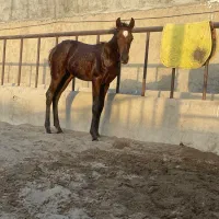 کره ماده بی نظیر|اسب و تجهیزات اسب‌سواری|کاشان, استرک|دیوار