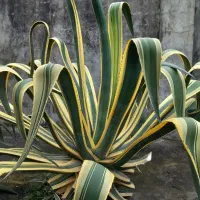 گل بزرگ و بسیار زیبا