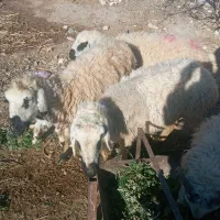 میش اوست|حیوانات مزرعه|کشکوئیه, |دیوار