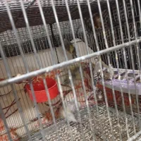 جوجه سهره سال دشتکی