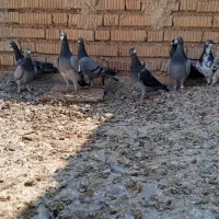 کفتر نر
