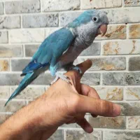 راهب آبی نر بالغ