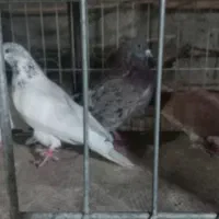 نروماده پرشی تضمینی|پرنده|اصفهان, دستگرده|دیوار