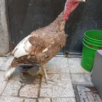 بوقلمون