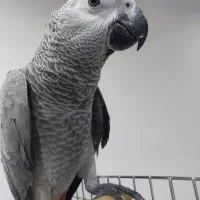 جوجه کاسکو شاه تخم سه ماهه|پرنده|شیراز, نصر|دیوار