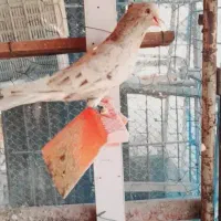 کوهی دمسفید کرم|پرنده|حمیدیه, |دیوار