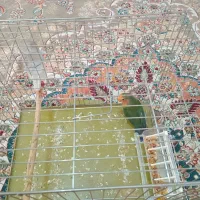 یک عدد طوطی برزیلی سالم|پرنده|هشتگرد, فاز ۱ مهستان|دیوار