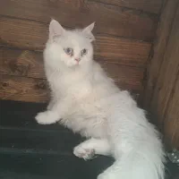 گربه پرشین باردار