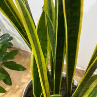 سانسفریای لبه زرد