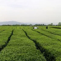 باغ-چایی